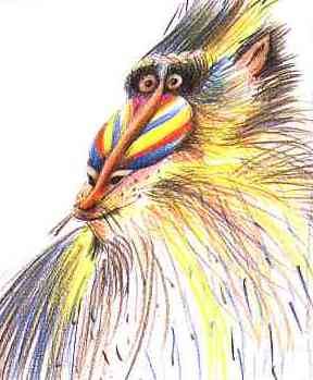 mandrill